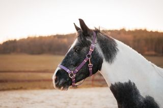 ✨BIOTHANE OHLÁVKA✨ Znáte už naší Biothane ohlávku pro koně? Materiál Biothane je velmi příjemný, měkký, netlačí a velkou...