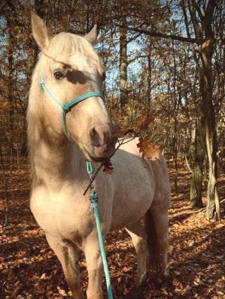 Náš věrný zákazník Shiner od @v_foxxy_ink 🩵 Děkujeme za fotky Shinyho v provazovém setu v barvičce Turquoise🩵 Set se...