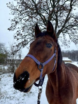 Přejeme krásné prožití zimy!❄️ Majitelé koní sice nemají zimní období zrovna v lásce, ale věřím, že si z toho musíme vzít...