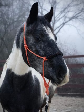 Můj Bunny, zima a jeho provazová ohlávka z @provazovkycz ✨ Garantujeme doručení do Vánoc na objednávky vytvořené do 2.12.🎄...